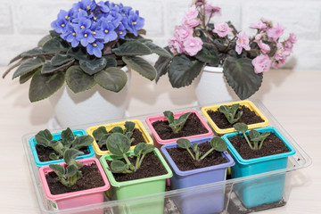 Flower transplant of violets. Colorful square-shaped pots for seedlings. Close-up. Female hobby.
