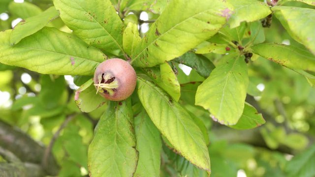 Healthy Medlars in fruit tree - Bawdy autumn fruit medlar brown Mespilus germanica