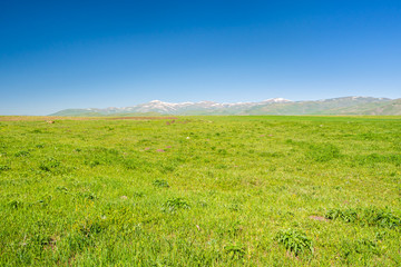 Fototapeta na wymiar Vast green meadow with snowy mountains in the distance