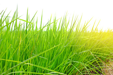 Young green rice in the rice fields background with sunlight through.