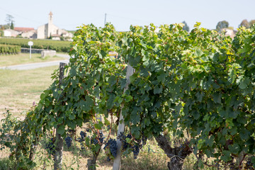 Fototapeta na wymiar vineyard of Saint-Emilion France Bordeaux wine