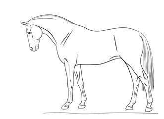 Line illustration of a sport horse standing. Side view