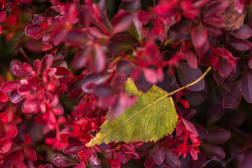 Fototapeta premium green fallen leaf on dark red plants , close view 