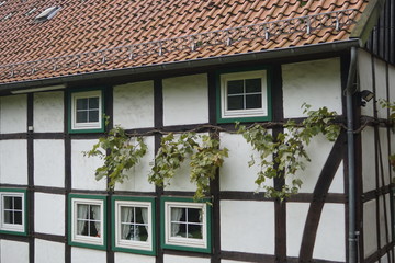 house with vine