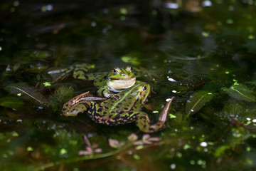 Groene kikker paartje