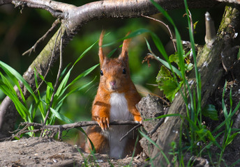 Eichhörnchen