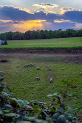 Picturesque sunset in countryside, herd of sheeps grazing on the green meadow. Beautiful natural landscape view