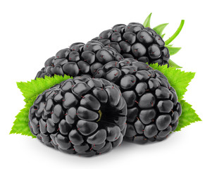 Heap of freshly picked blackberries with leaves isolated on white background. As design element.