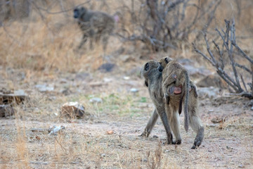 Baboon mother carrying baby on back in Africa