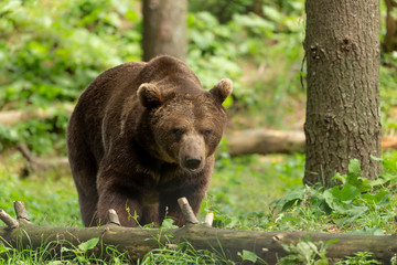 Obraz na płótnie Canvas The brown bear (Ursus arctos) in its natural environment natural scene from forest habitat