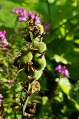 Seeds from a flower in abotanic garden