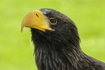 Close up of a Steller's Sea Eagle (Haliaeetus pelagicus) 