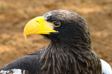 Close up of a Steller's Sea Eagle (Haliaeetus pelagicus) 