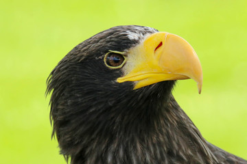 Close up of a Steller's Sea Eagle (Haliaeetus pelagicus) 