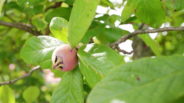 Healthy Medlars in fruit tree - Bawdy autumn fruit medlar brown Mespilus germanica