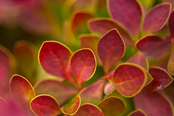 plants with dark red leaves, close view  