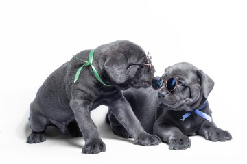 couple little puppy dog ​​of breed canecorso on a white background in isolation close up