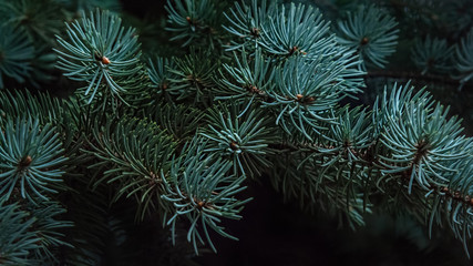 Naklejka na ściany i meble Christmas New year background of fir branches close up