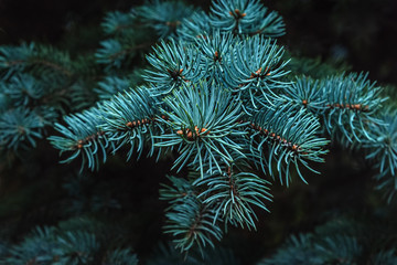 Naklejka na ściany i meble Christmas New year background of fir branches close up