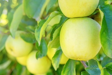Yellow Ripe Apples in Orchard, Apple Tree, Golden Delicious