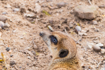 Erdmännchen von hinten