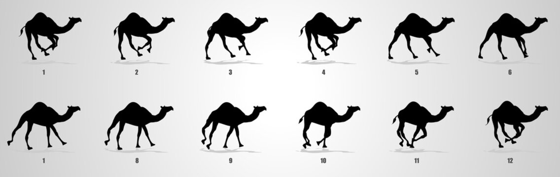 Camel Walk" Images – Browse 19 Stock Photos, Vectors, and Video | Adobe  Stock