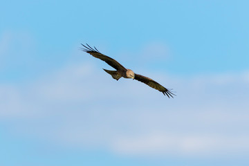 The western marsh harrier (Circus aeruginosus) from Lonjsko polje, Croatia