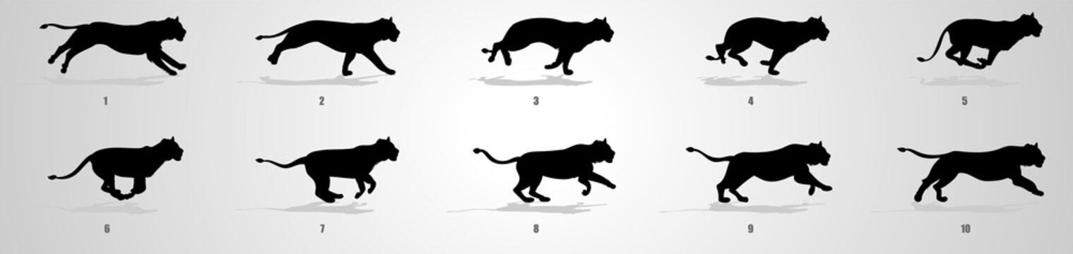 Lioness  Run Cycle Animation Sequence