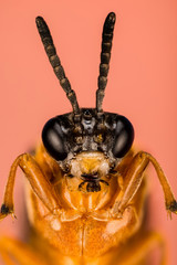 Macro focus stacking shot of Turnip Sawfly. His Latin name is Athalia rosae.