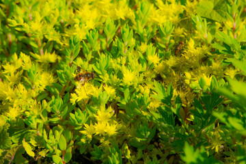 マンネングサとハナアブ