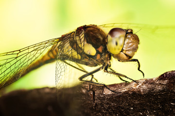 Close-up macro shot in Focus Stacking technique of Common Darter. His Latin name is Sympetrum striolatum.