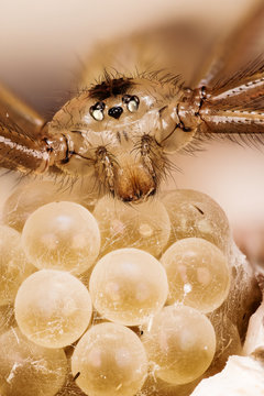 Macro focus stacking shot of Daddy Long-legs Spider. Female on eggs. Her Latin name is Pholcus phalangioides.