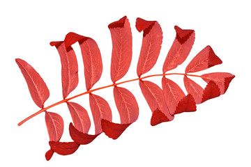 Bright colorful autumn leaves