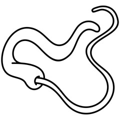 Whip worm  - Human Intestinal Parasites
