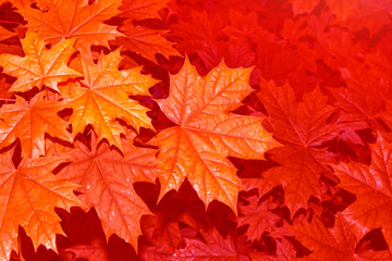 autumn landscape with bright colorful foliage. Indian summer.