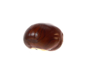 chestnut isolated on white background