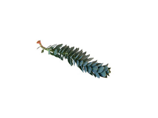 green flower isolated on white background