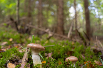 Brown mushrooms with forest background. Mushroom photo. Background photo with place for text.