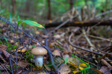 Brown mushroom with forest background. Mushroom photo. Background photo with place for text.