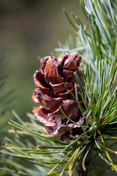 Zapfen einer Pinus parviflora Glauca, Nahaufnahme