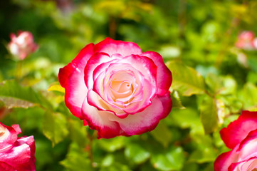 Pink and white rose