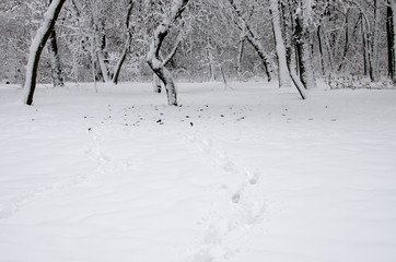 Traces on the white snow that lead to a dark forest covered with snow