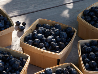 Small baskets of farmers market ready pints, 550ml, of freshly picked blueberries on a garden work table in the sunshine