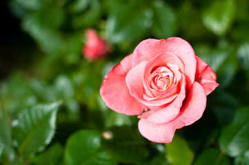 Small pink rose