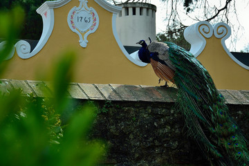Portrait of beautiful peacock with feathers out