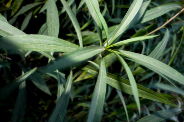 Obraz premium Herb background