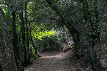Fototapeta premium Camino en el bosque con sol iluminando