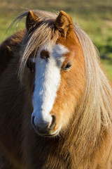 Obraz premium Portrait of a Welsh Mountain pony