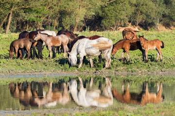 Horses on a pasture, Lonjsko polje, Croatia