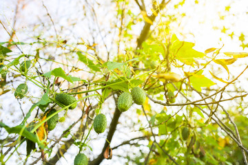 Squirting cucumber growing outdoors. Ecballium elaterium plant.